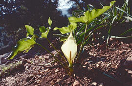 Lliri d'aigua ("Zantedeschia aethiopica")