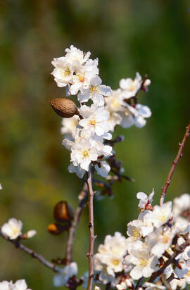 Flor d'ametler ("Prunus amygdalus")