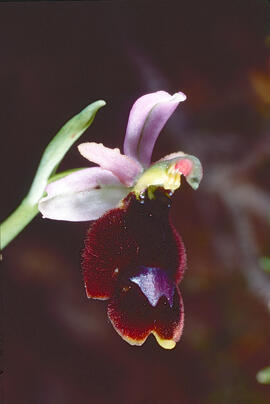 Orquídia ("Ophrys balearica")