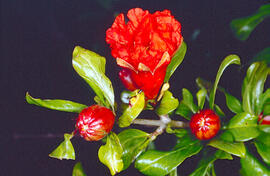 Flor de magraner ("Punica granatum")