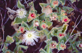 Herba de plata ("Mesembryanthemum crystallinum")