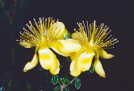 "Hypericum olympicum"