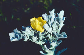 Rosella ("Papaver dubium")