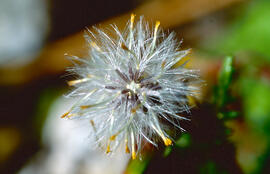 Citró ("Senecio vulgaris")