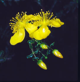 Herba de Sant Joan ("Hypericum perforatum")