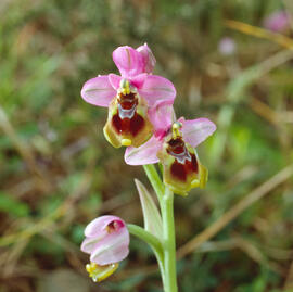 Abellera vermella ("Ophrys tenthredinifera")