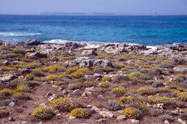 Estepa joana ("Hypericum balearicum")