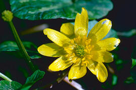Celidònia ("Ficaria verna")