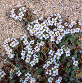 Lobulària ("Lobularia")