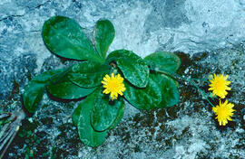 Pelosella ("Hieracium pilosella")