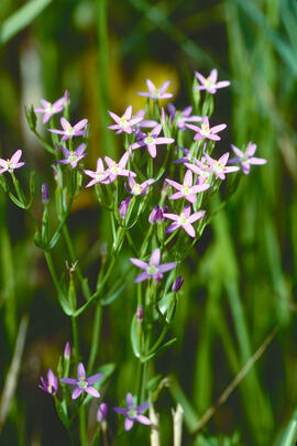 Centaura ("Centaurium pulchellum")