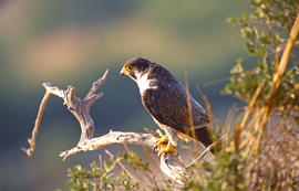Falcó ("Falco peregrinus")