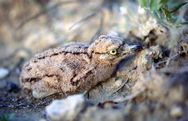 Sebel·lí ("Burhinus oedicnemus")