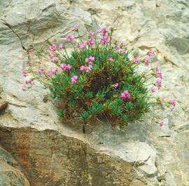 Clavell ("Dianthus rupicola")