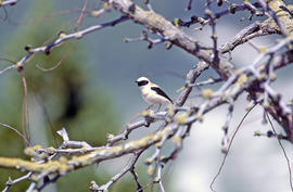 Coablanca rossa ("Oenanthe hispanica")