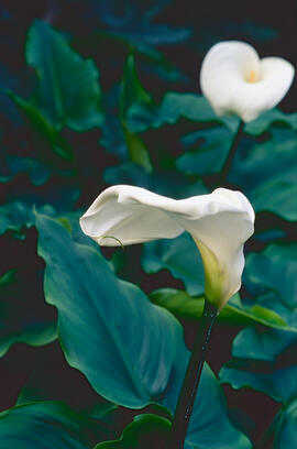Lliri d'aigua ("Zantedeschia aethiopica")