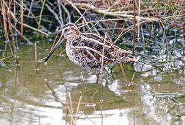 Cegall ("Gallinago gallinago")