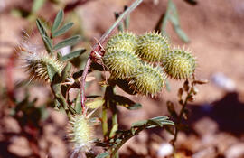 Abriüll ("Tribulus terrestris")