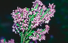 Bruc d'hivern ("Erica multiflora")