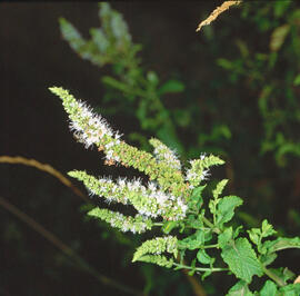Espirea ("Spiraea tomentosa")