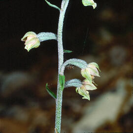 Abella d'alzinar ("Epipactis microphylla")