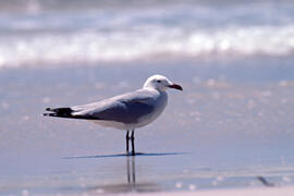 Gavina roja ("Larus audouinii")