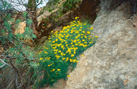 Coronilla ("Coronilla glauca")