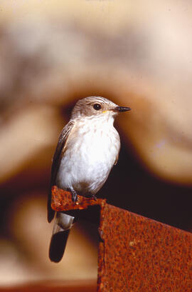 Picamosques ("Muscicapa striata")