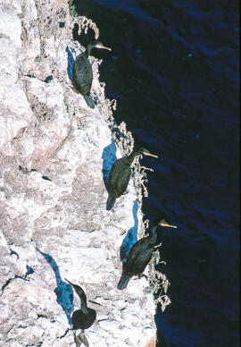 Grup de corbs marins ("Phalacrocorax aristotelis")