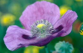 Cascall ("Papaver somniferum")
