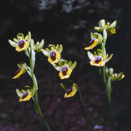 Abellera groga ("Ophrys lutea")