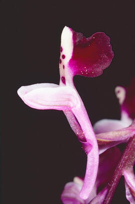Abellera banyuda ("Orchis longicornu")