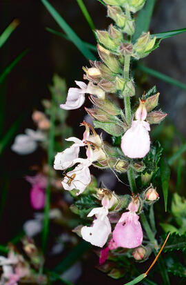 Alzineta ("Teucrium chamaedrys")