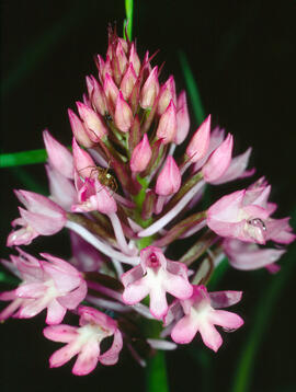Abellera olorosa ("Anacamptis coriophora")