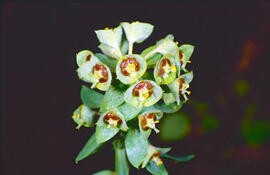 Floreta de pastor ("Euphorbia rigida")