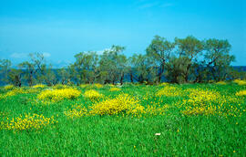 Col borda ("Brassica balearica")