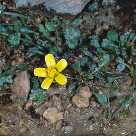 Botó d'or ("Ranunculus weyleri")