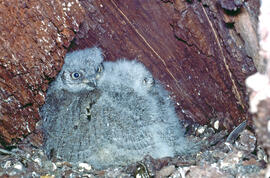 Cries de xot ("Otus scops")