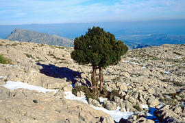 Serra de Tramuntana. Puig de Massanella amb la presència d'un teix