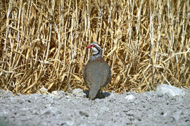 Perdiu ("Alectoris rufa")