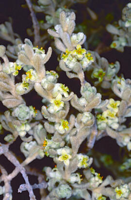 Herba de cotó ("Thymelaea velutina")