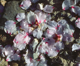 Flors d'ametller ("Prunus dulcis")