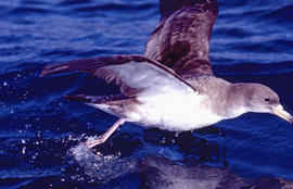 Virot ("Calonectris diomedea")
