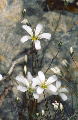 "Cerastium tomentosum"