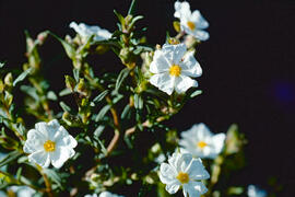 Estepa llimonenca ("Cistus monspeliensis")
