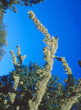 Branca d'ullastre mort ("Olea europaea")
