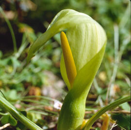 Àrum maculat ("Arum maculatum")