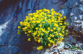 Herba de cabell d'indi ("Hippocrepis balearica")
