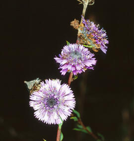 "Globularia cambessedesii"