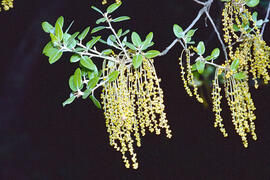 Alzina ("Quercus ilex")
